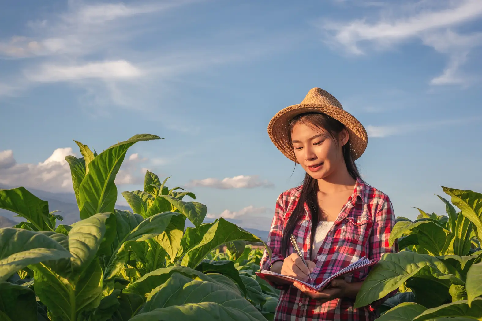 agricultural-agriculture-agronomy-asia-background-biology-1703152-pxhere.com