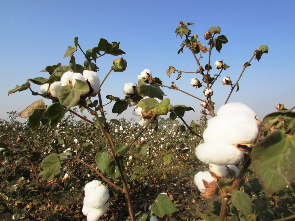branch-blossom-plant-fruit-flower-food-1344282-pxhere.com