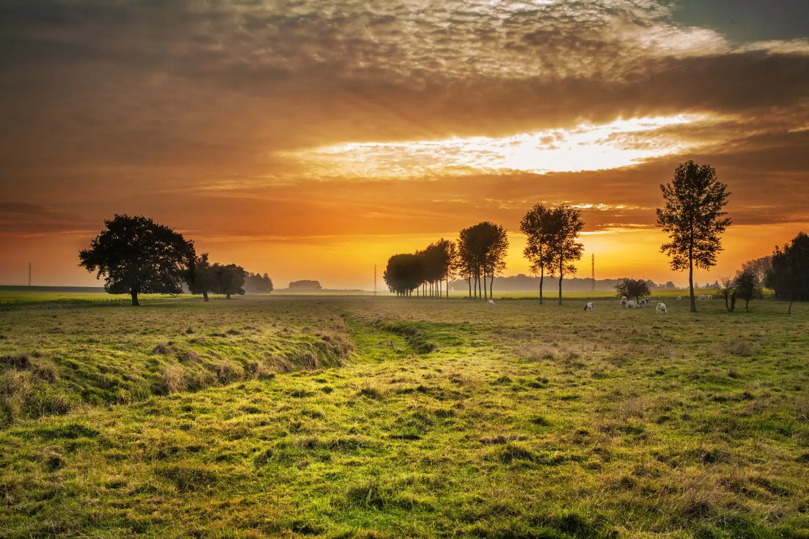 landscape-tree-nature-grass-horizon-cloud-970922-pxhere.com