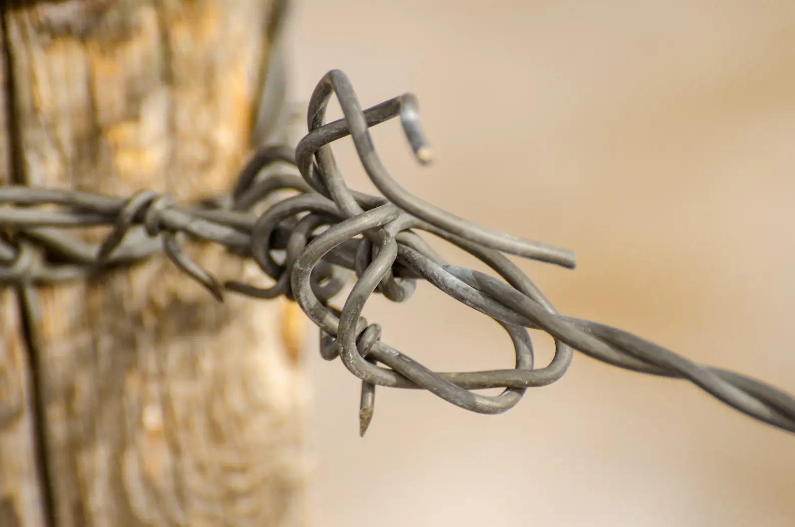 nature-outdoor-branch-sharp-fence-barbed-wire-667332-pxhere.com