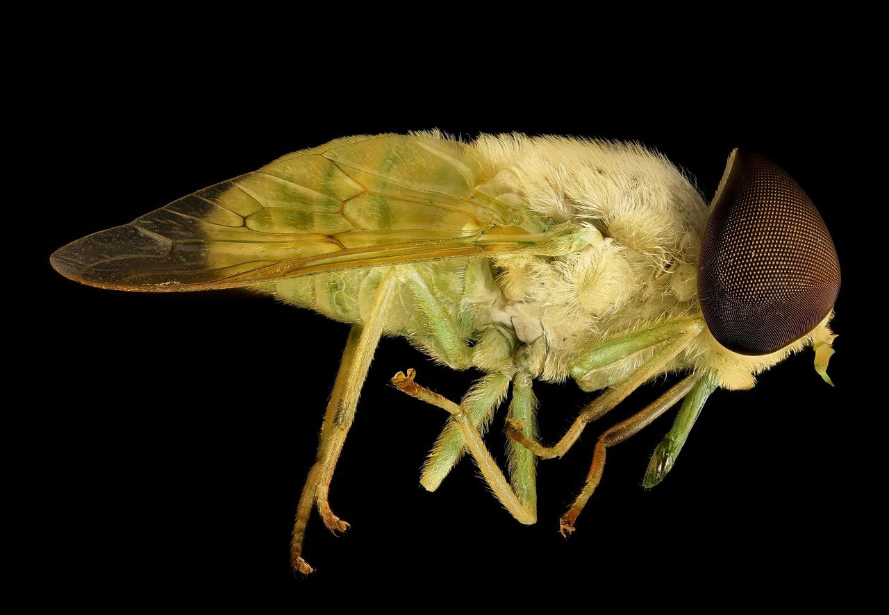 nature-wing-white-fly-wildlife-portrait-1380356-pxhere.com (1)