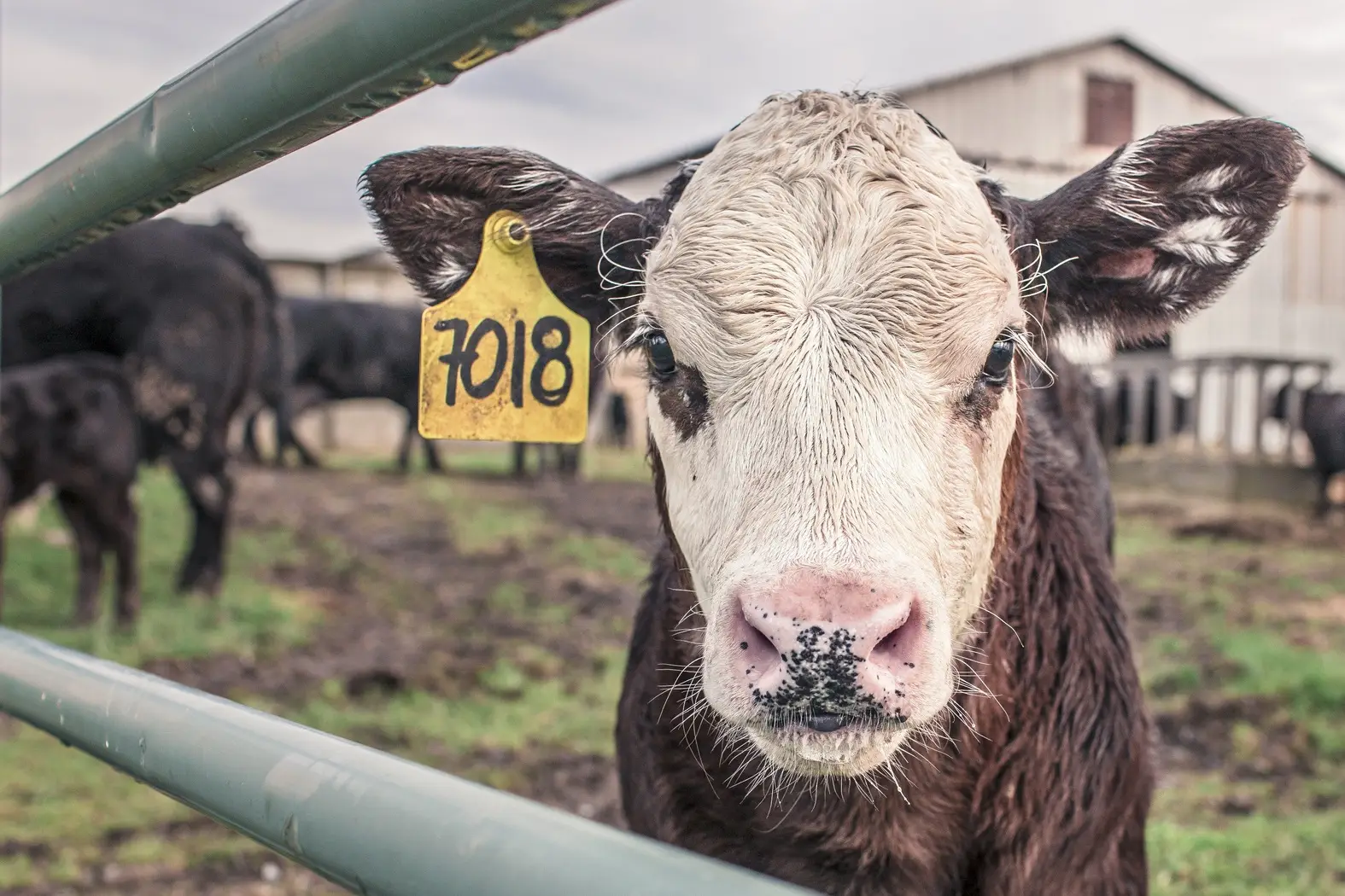 fence-field-farm-countryside-barn-animal-961075-pxhere.com