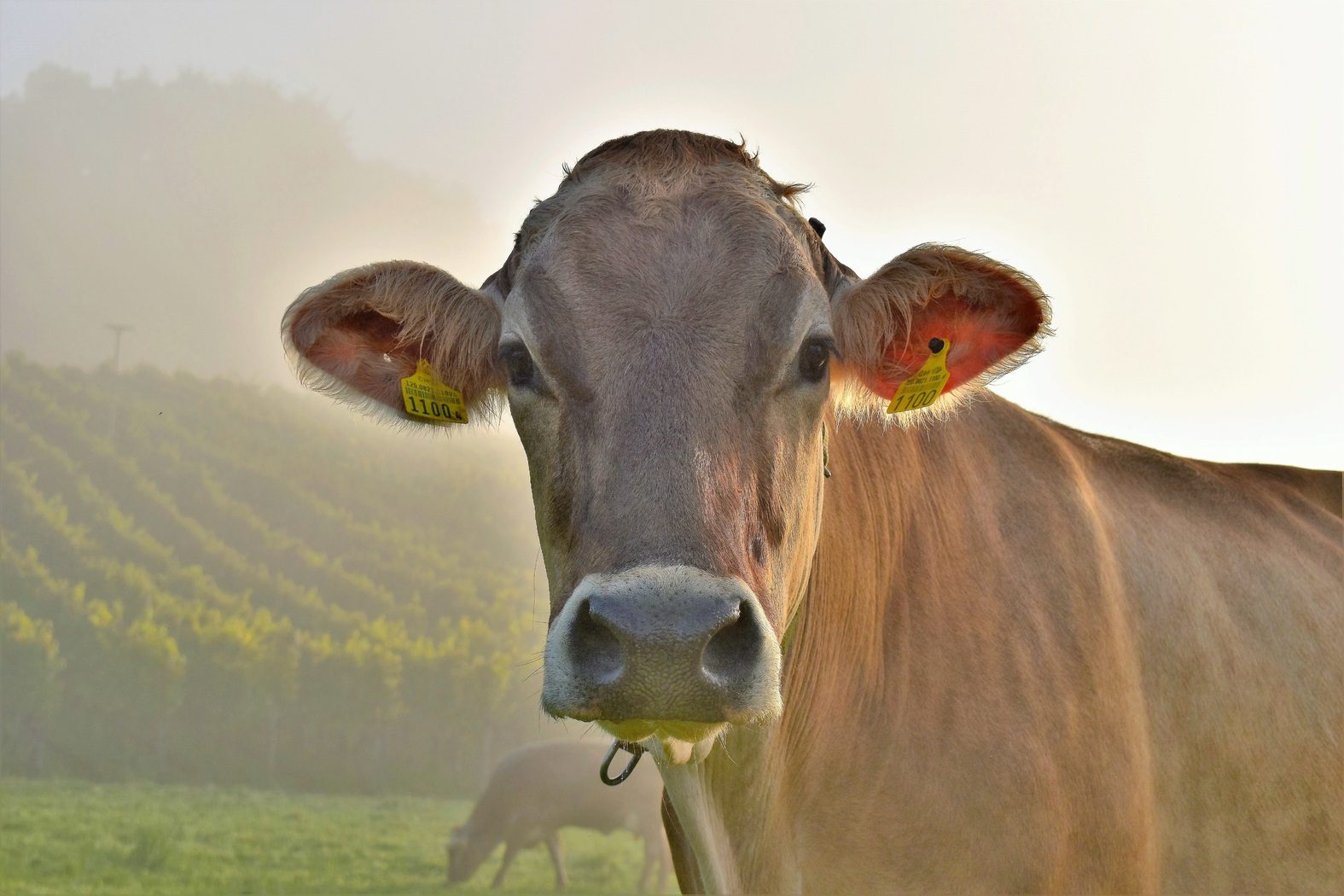 nature-meadow-wildlife-cow-pasture-grazing-485543-pxhere.com