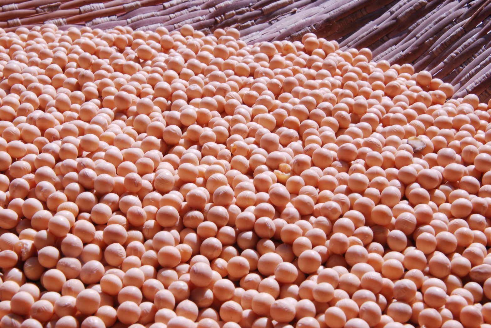 plant-grain-food-produce-fish-coral-649135-pxhere.com
