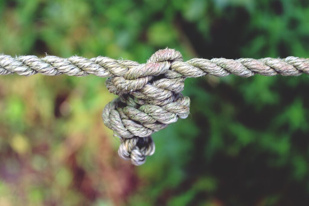 branch-dew-rope-plant-flower-green-688829-pxhere.com