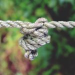 branch-dew-rope-plant-flower-green-688829-pxhere.com