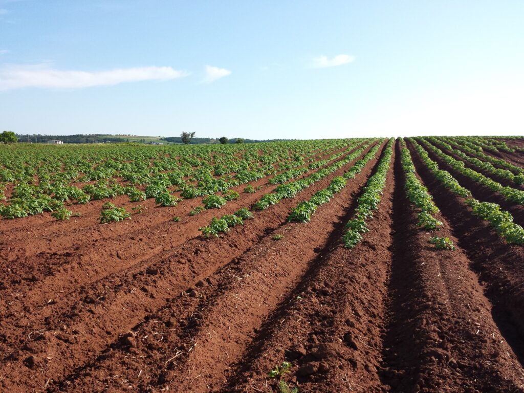 Seguro Rural: Como Funciona e Por Que é Importante