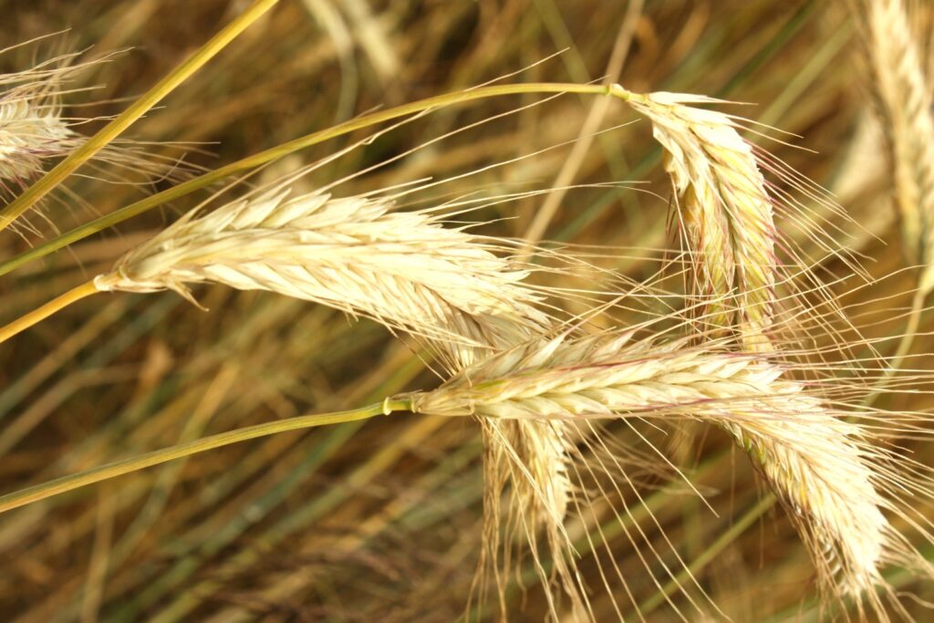 Descubra as melhores estratégias para aumentar a produtividade da lavoura de milho, reduzir custos e obter maiores lucros no agronegócio em 2026.