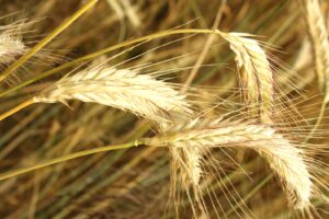Descubra as melhores estratégias para aumentar a produtividade da lavoura de milho, reduzir custos e obter maiores lucros no agronegócio em 2026.
