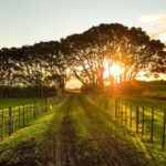 landscape-tree-nature-pathway-grass-outdoor-825796-pxhere.com